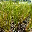 Ostřice 'Calita' - Carex calotides 'Calita'