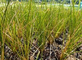 Ostřice 'Calita' - Carex calotides 'Calita'