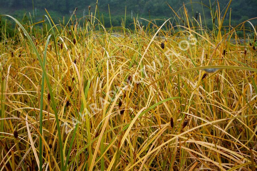 Ostřice - Carex calotides