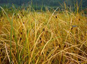 Ostřice - Carex calotides