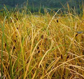 Ostřice - Carex calotides