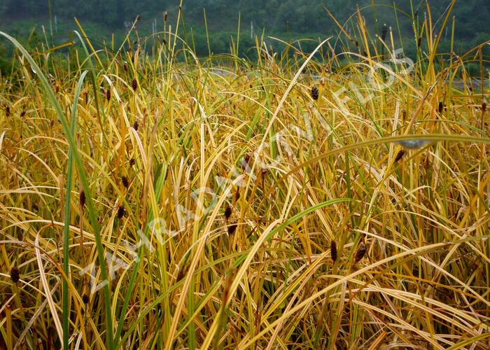 Ostřice - Carex calotides