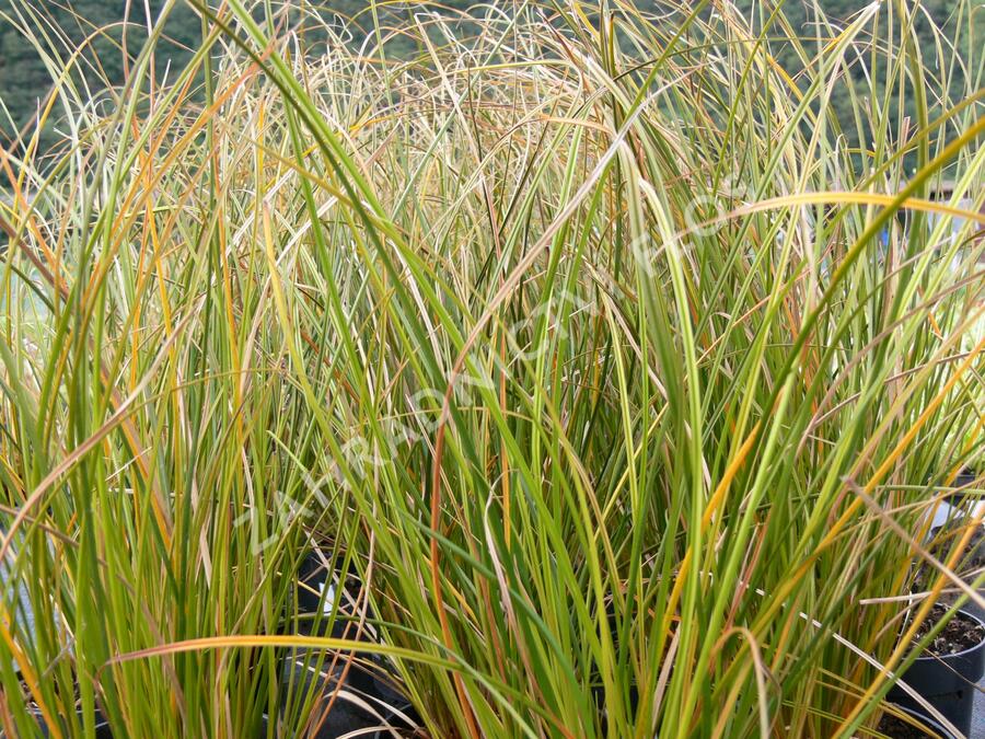 Ostřice - Carex calotides