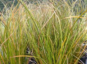 Ostřice - Carex calotides