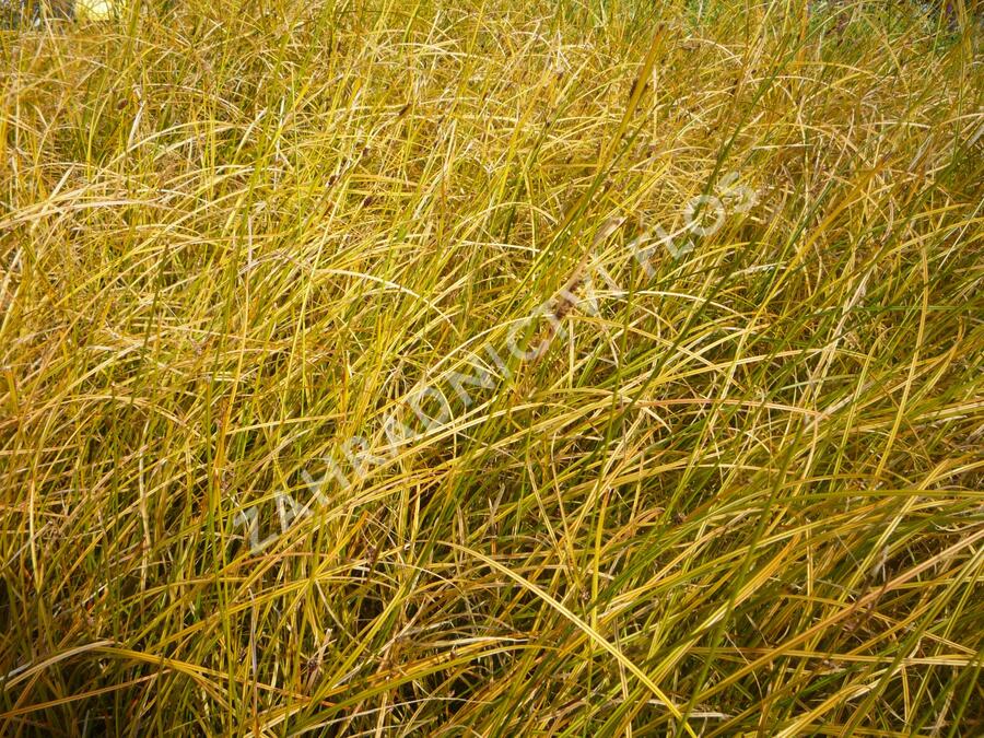 Ostřice - Carex calotides