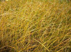 Ostřice - Carex calotides