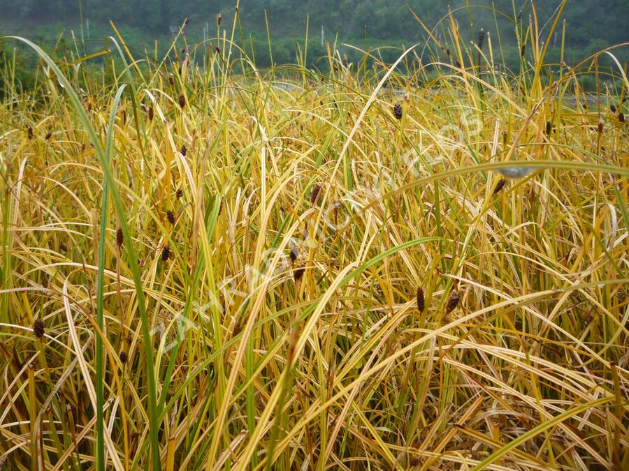 Ostřice - Carex calotides