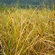 Ostřice - Carex calotides
