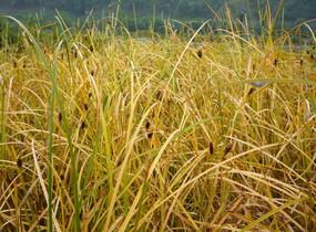 Ostřice - Carex calotides