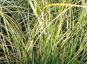 Ostřice - Carex calotides