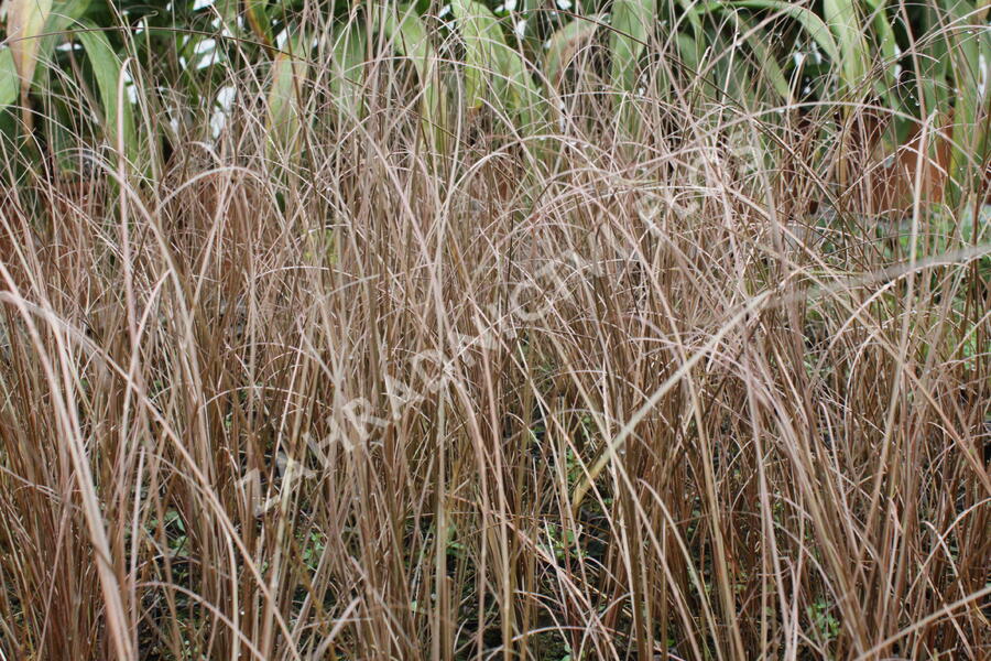 Ostřice Buchananova 'Franks Hair' - Carex buchananii 'Franks Hair'