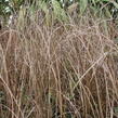 Ostřice Buchananova 'Franks Hair' - Carex buchananii 'Franks Hair'