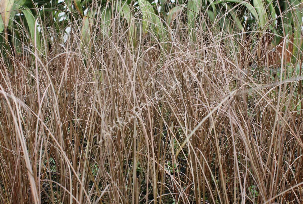 Ostřice Buchananova 'Franks Hair' - Carex buchananii 'Franks Hair'