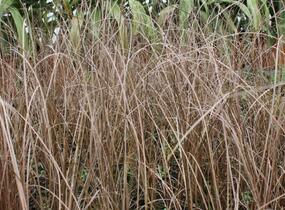 Ostřice Buchananova 'Franks Hair' - Carex buchananii 'Franks Hair'