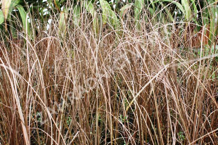 Ostřice Buchananova 'Franks Hair' - Carex buchananii 'Franks Hair'