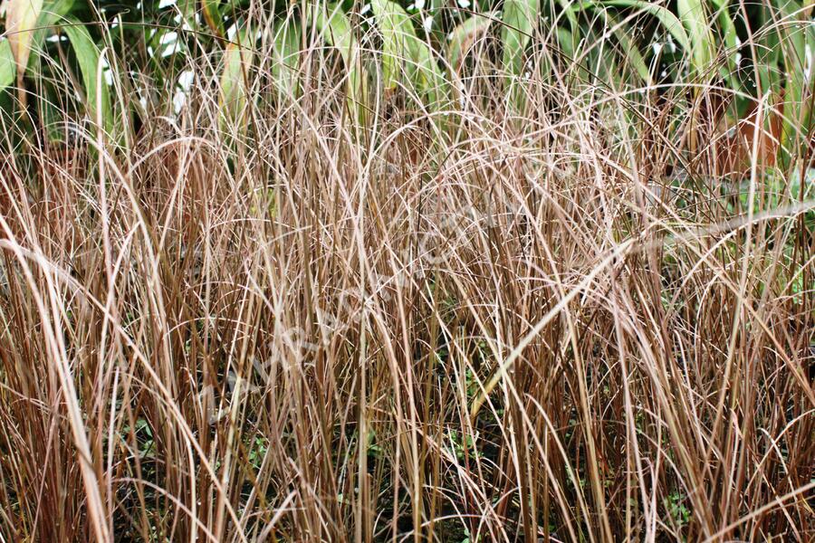 Ostřice Buchananova 'Franks Hair' - Carex buchananii 'Franks Hair'