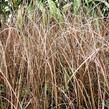 Ostřice Buchananova 'Franks Hair' - Carex buchananii 'Franks Hair'