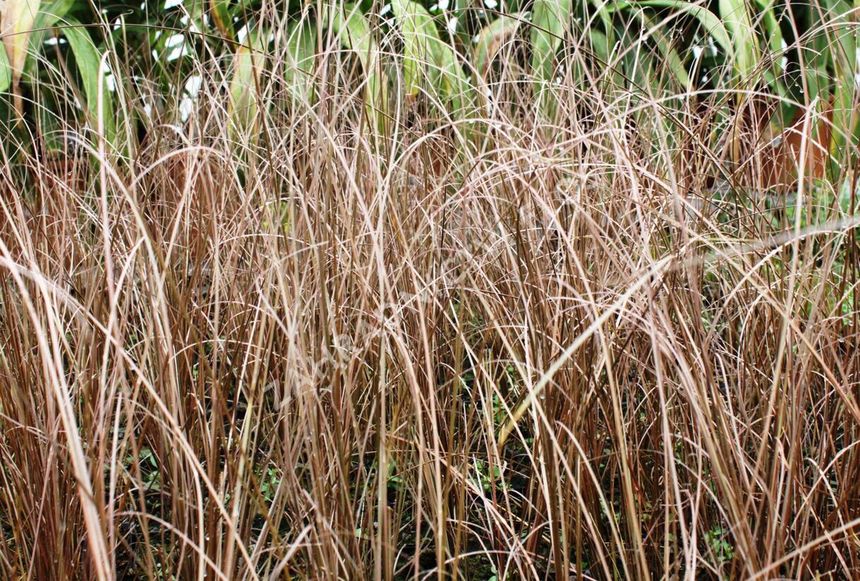 Ostřice Buchananova 'Franks Hair' - Carex buchananii 'Franks Hair'