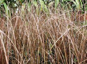 Ostřice Buchananova 'Franks Hair' - Carex buchananii 'Franks Hair'