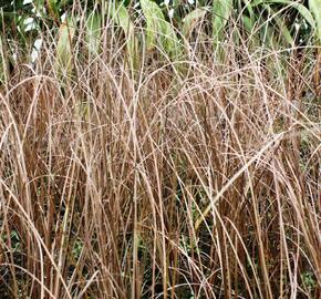 Ostřice Buchananova 'Franks Hair' - Carex buchananii 'Franks Hair'