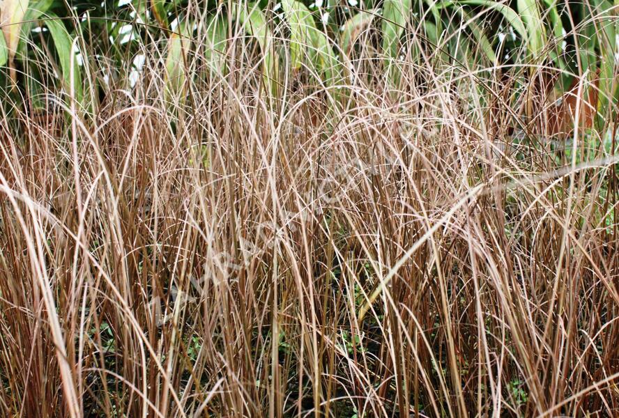 Ostřice Buchananova 'Franks Hair' - Carex buchananii 'Franks Hair'