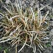 Ostřice obecná - Carex berggrenii