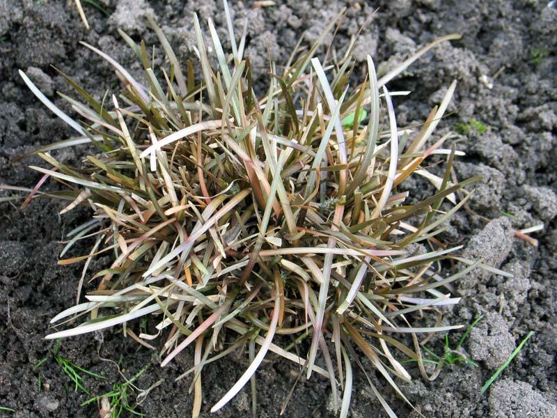 Ostřice obecná - Carex berggrenii