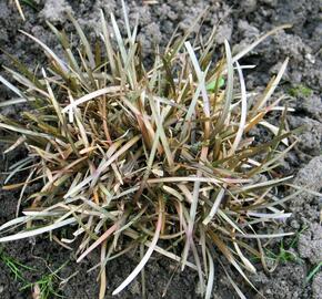 Ostřice obecná - Carex berggrenii