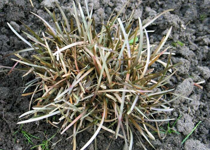 Ostřice - Carex berggrenii