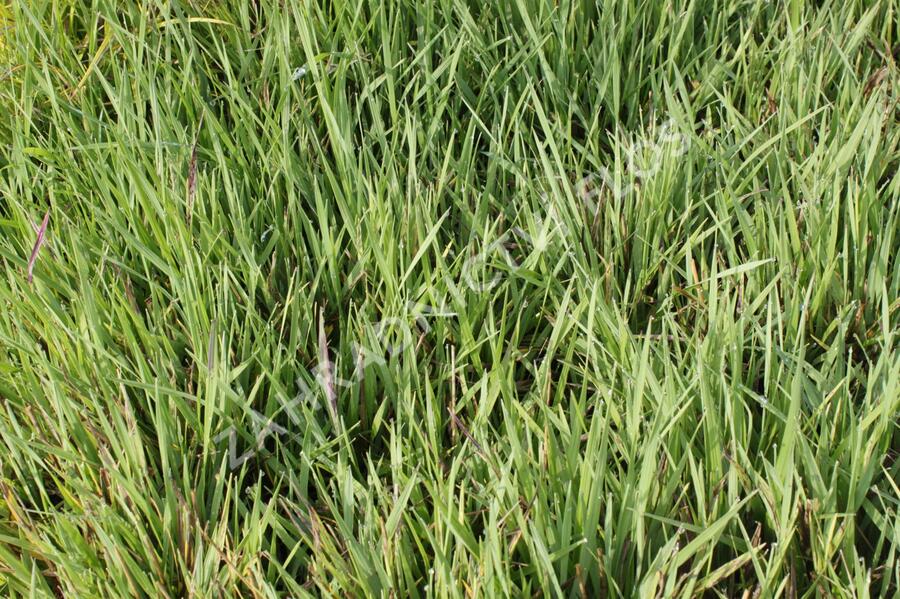 Třeslice prostřední 'Limouzi' - Briza media 'Limouzi'