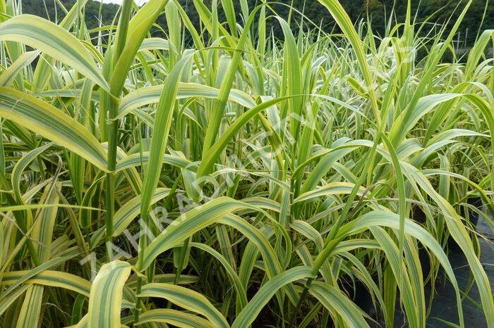 Trsť rákosovitá 'Versicolor' - Arundo donax 'Versicolor'