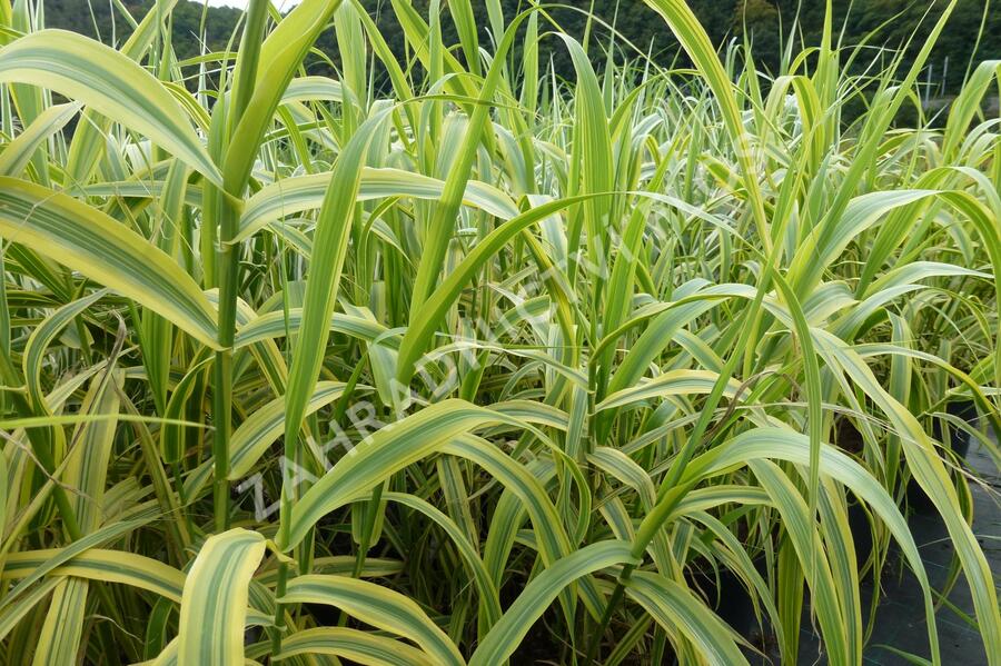 Trsť rákosovitá 'Versicolor' - Arundo donax 'Versicolor'