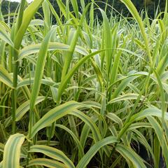 Trsť rákosovitá 'Versicolor' - Arundo donax 'Versicolor'