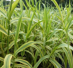 Trsť rákosovitá 'Versicolor' - Arundo donax 'Versicolor'