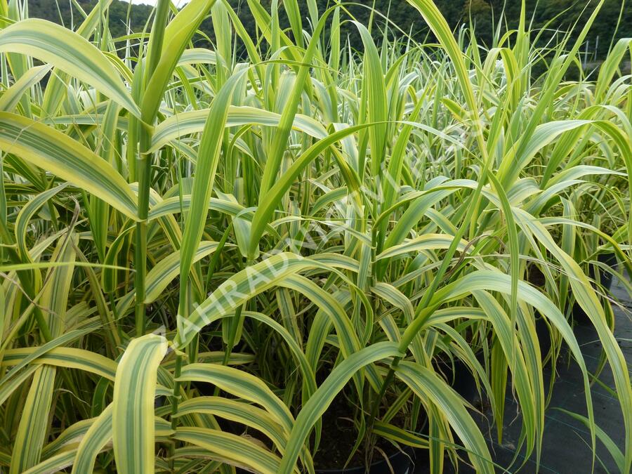 Trsť rákosovitá 'Versicolor' - Arundo donax 'Versicolor'
