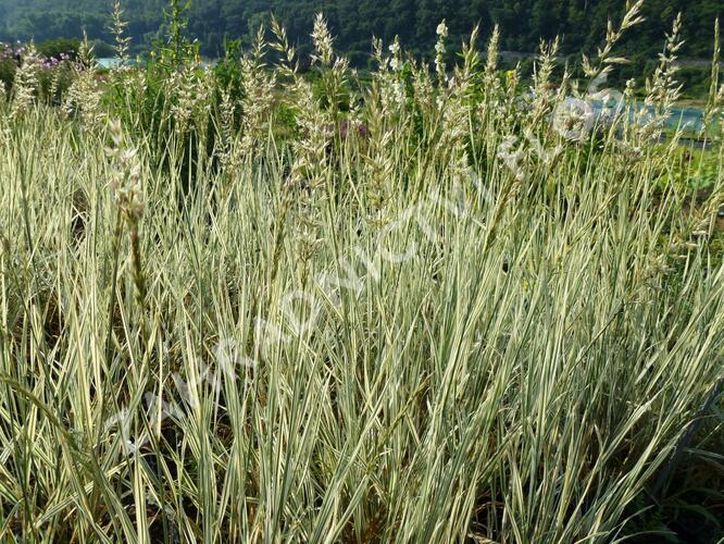 Ovsík vyvýšený 'Variegatum' - Arrhenatherum bulbosum 'Variegatum'