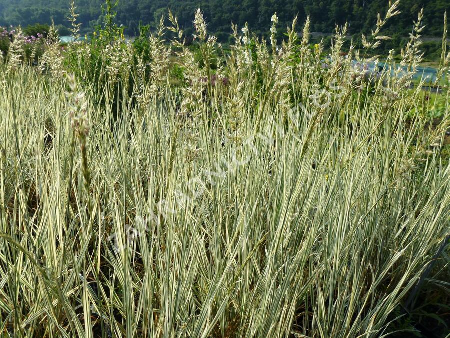 Ovsík vyvýšený 'Variegatum' - Arrhenatherum bulbosum 'Variegatum'