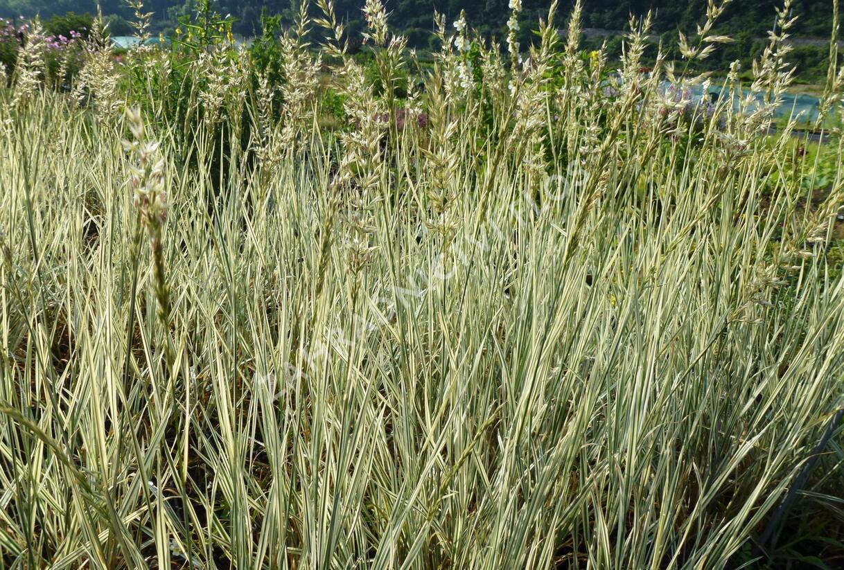 Ovsík vyvýšený 'Variegatum' - Arrhenatherum bulbosum 'Variegatum'