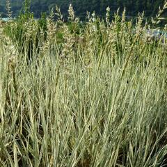 Ovsík vyvýšený 'Variegatum' - Arrhenatherum bulbosum 'Variegatum'