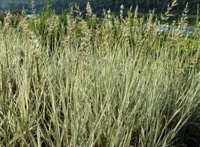 Ovsík vyvýšený 'Variegatum' - Arrhenatherum bulbosum 'Variegatum'