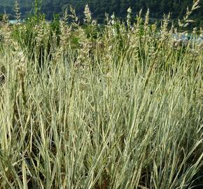 Ovsík vyvýšený 'Variegatum' - Arrhenatherum bulbosum 'Variegatum'