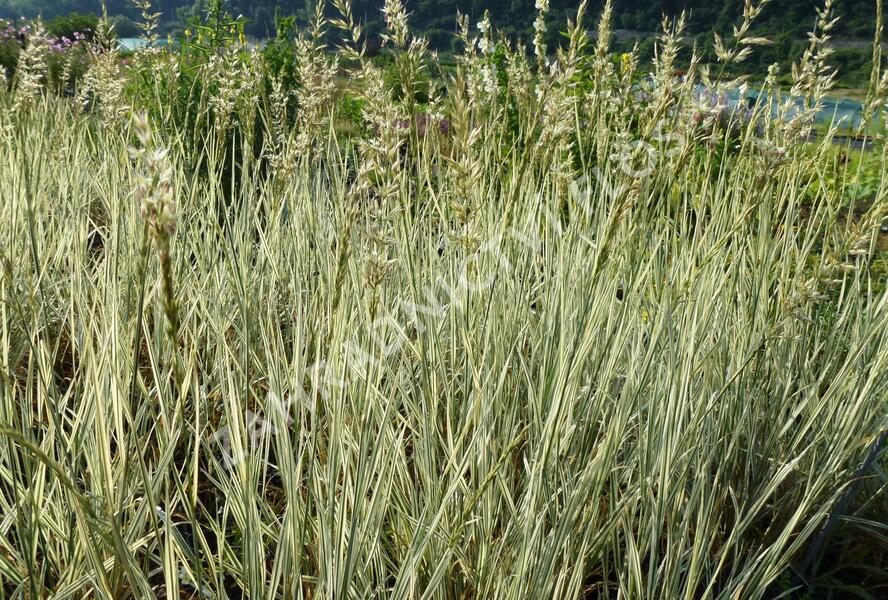 Ovsík vyvýšený 'Variegatum' - Arrhenatherum bulbosum 'Variegatum'
