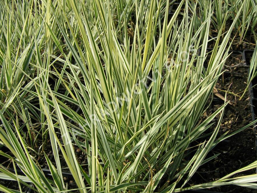 Ovsík vyvýšený 'Variegatum' - Arrhenatherum bulbosum 'Variegatum'