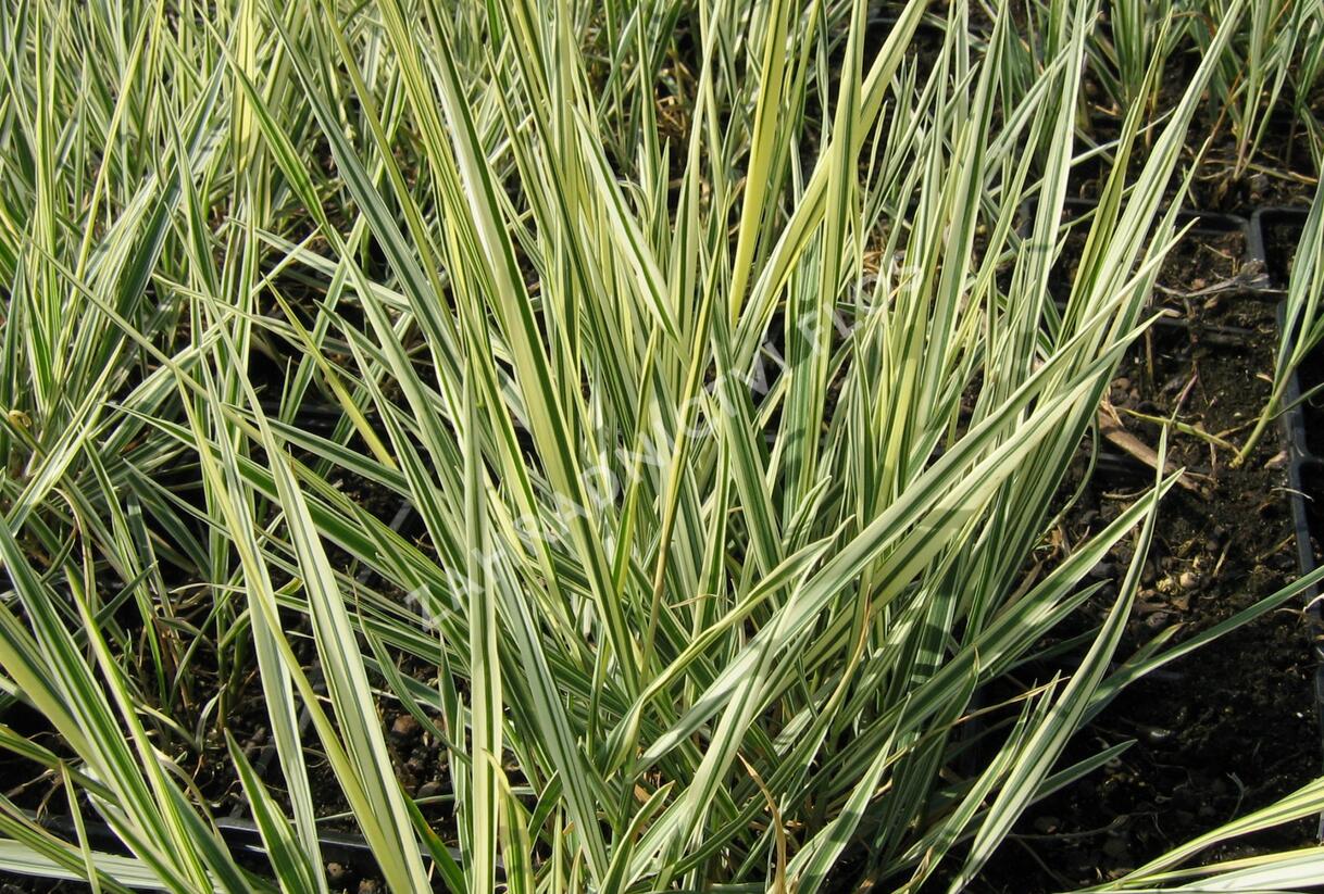 Ovsík vyvýšený 'Variegatum' - Arrhenatherum bulbosum 'Variegatum'