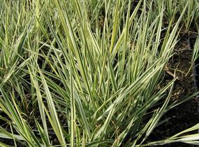 Ovsík vyvýšený 'Variegatum' - Arrhenatherum bulbosum 'Variegatum'