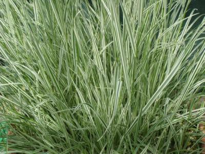 Ovsík vyvýšený 'Variegatum' - Arrhenatherum bulbosum 'Variegatum'