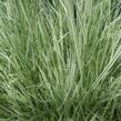 Ovsík vyvýšený 'Variegatum' - Arrhenatherum bulbosum 'Variegatum'