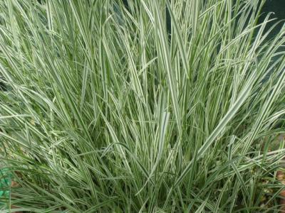Ovsík vyvýšený 'Variegatum' - Arrhenatherum bulbosum 'Variegatum'