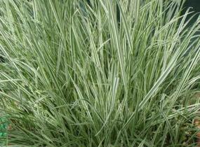 Ovsík vyvýšený 'Variegatum' - Arrhenatherum bulbosum 'Variegatum'