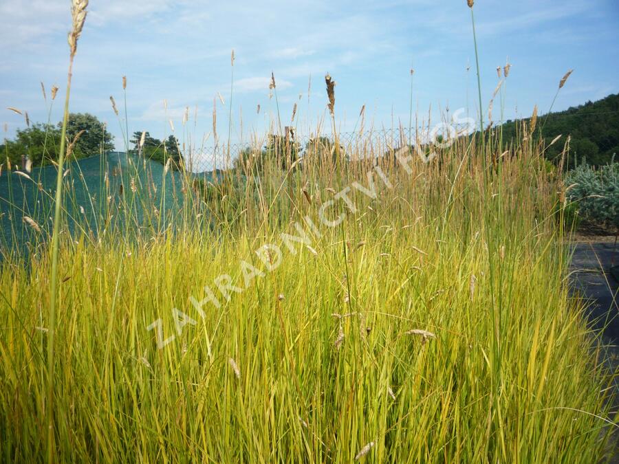 Psárka luční 'Aureovariegatus' - Alopecurus pratensis 'Aureovariegatus'